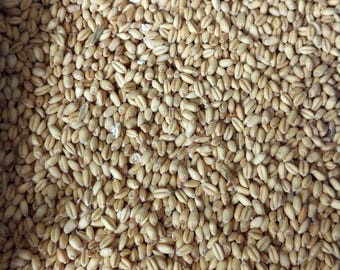 Organic Soft White Wheat Berries 5 pounds - 45+ Years Chemical Free
