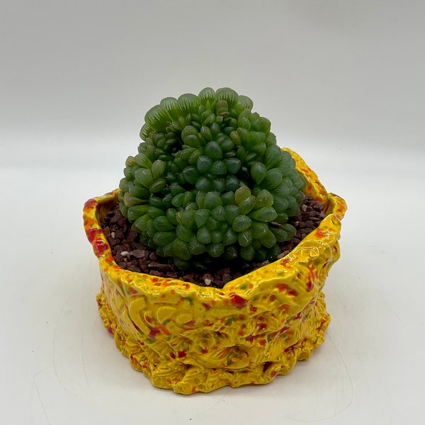 Grappe de plantes succulentes Haworthia Cooperi en poterie pour plantes succulentes fabriquée à la main en céramique par l'artiste Connie Born