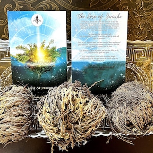Rose of Jericho, Resurrection plant, altar smudge plant herb, rebirth flower, rose of jericho plant