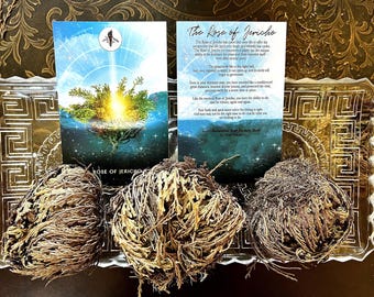 Rose of Jericho, Resurrection plant, altar smudge plant herb, rebirth flower, rose of jericho plant