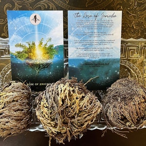 Rose of Jericho, Resurrection plant, altar smudge plant herb, rebirth flower, rose of jericho plant