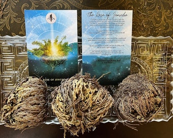 Rose of Jericho, Resurrection plant, altar smudge plant herb, rebirth flower, rose of jericho plant