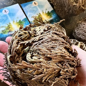 Rose of Jericho, Resurrection plant, altar smudge plant herb, rebirth flower, rose of jericho plant image 3