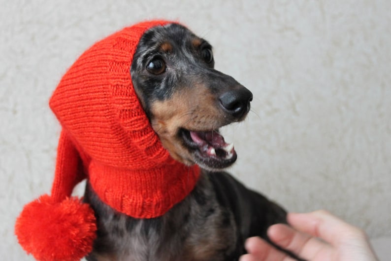 Może przedstawiać: Czarno-brązowy pies rasy dachshund w czerwonej czapce z pomponem. Pies patrzy w prawo i ma otwartą paszczę.