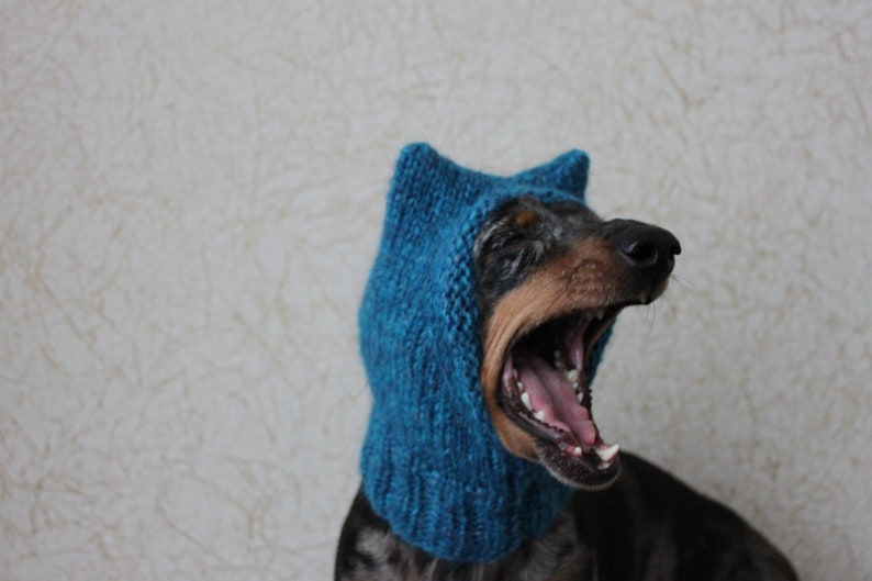 Small Dog Hat in Blue Kitty Cat Style for Mini Dachshund image 5