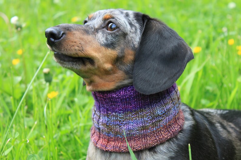 KNITTING PATTERN Dachshund Neck Warmer Dog Cowl Wiener Dog Etsy