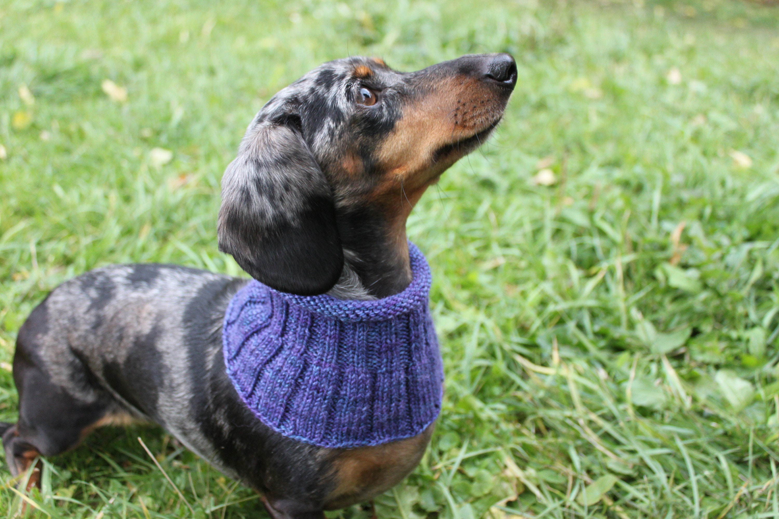 KNITTING PATTERN Small Dog Cowl Neck Warmer Knitted Dog Etsy