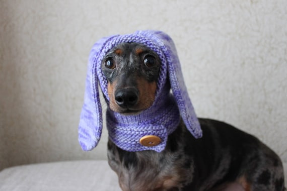 Dachshund and bunny 2025