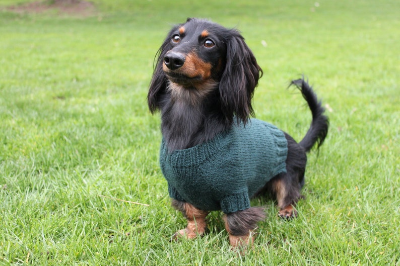 KNITTING PATTERN, Mini Dachshund, Dog Sweater, Cloud 9, pet clothes, pets, dogs, knit, knitted, DIY project, doxie, wiener dog, little dog image 4