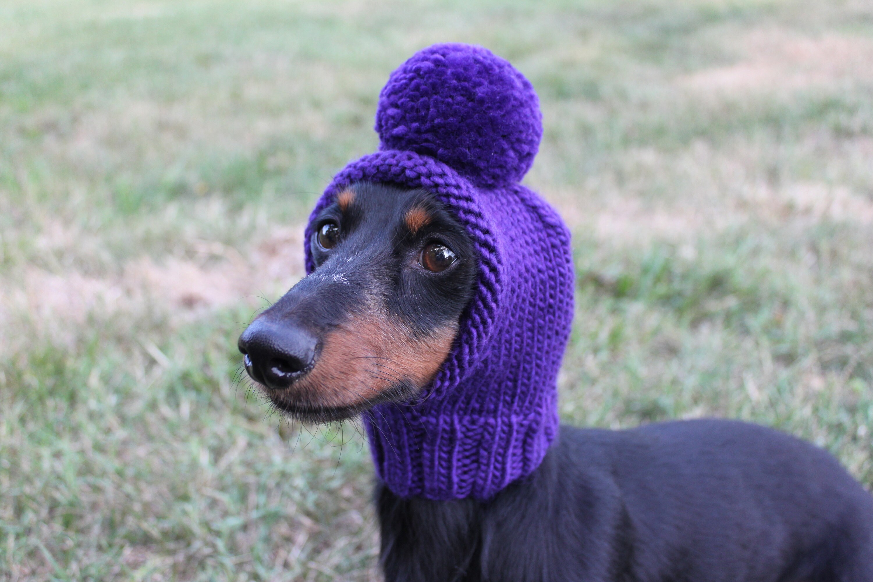 Dog Hat in Royal Purple Knit Out of Eco Friendly All Natural 