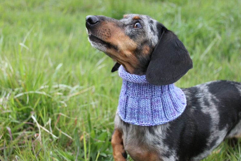 Small Dog Cowl 100% Natural Wool Purple Neck Warmer image 4