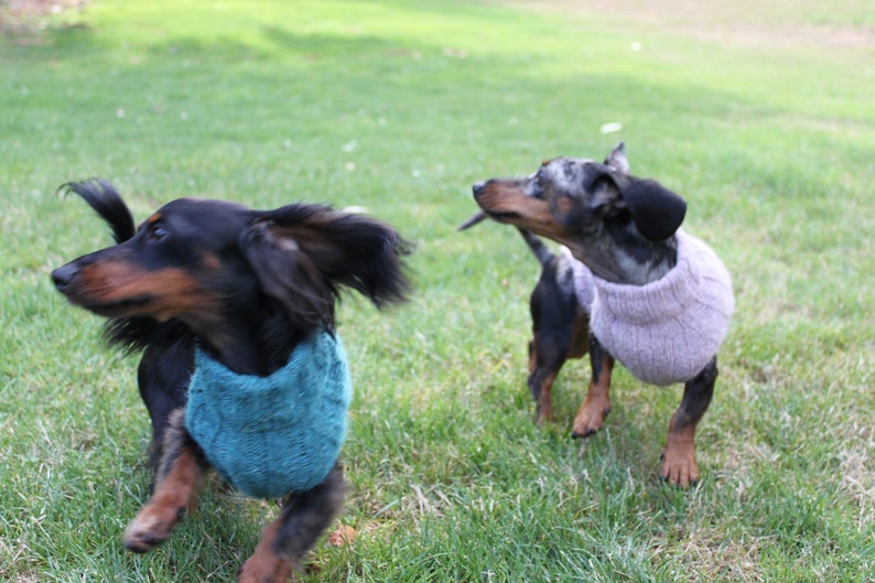 KNITTING PATTERN, Top-Down, Mini Dachshund, Dog Sweater, pet clothes, dogs, little dog, DIY project, knit, knitted, doxie, wiener dog, pets image 9