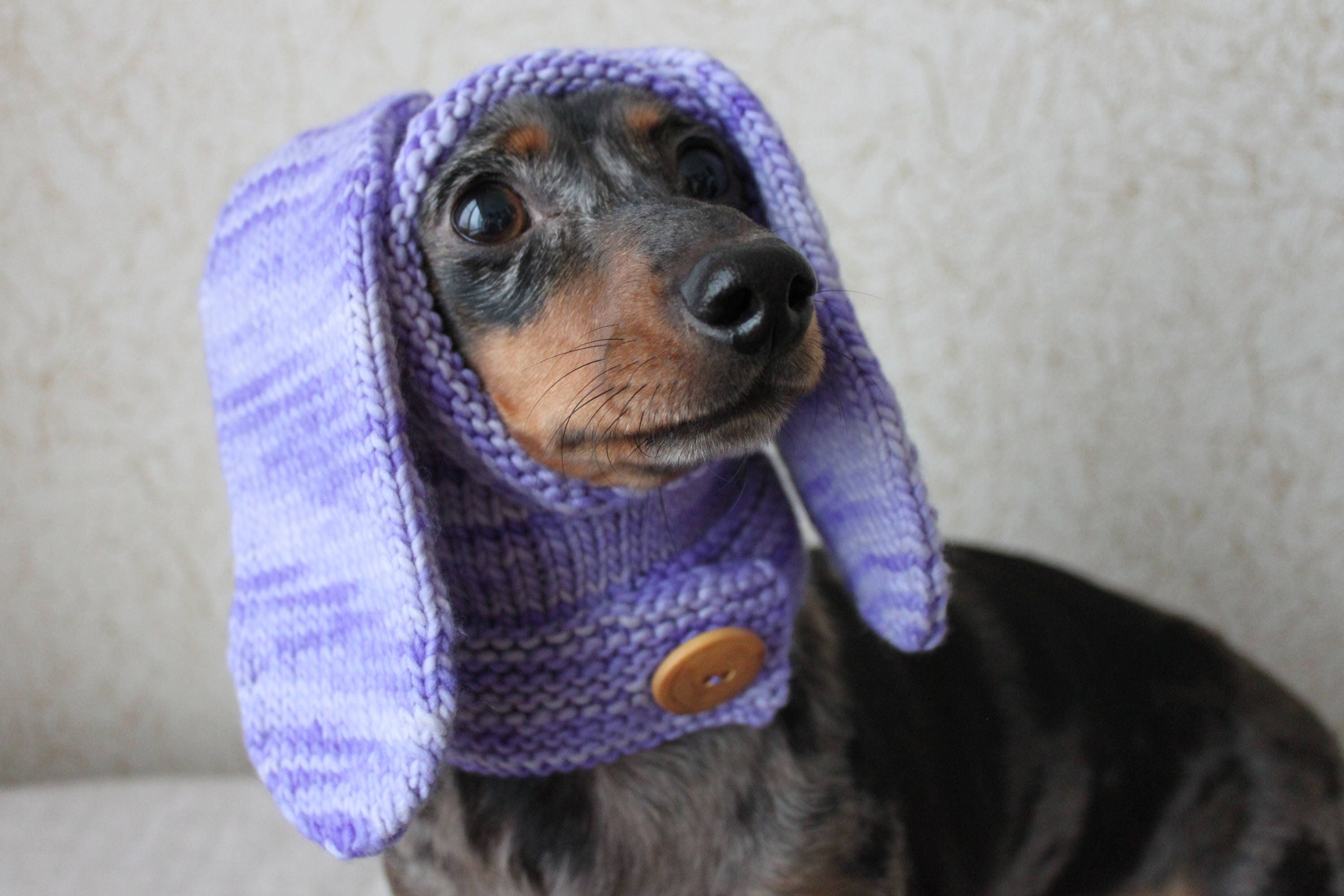 Simple clothes and patterns for a dachshund from a mens sweater Simple clothes and patterns for a dachshund from a mens sweater