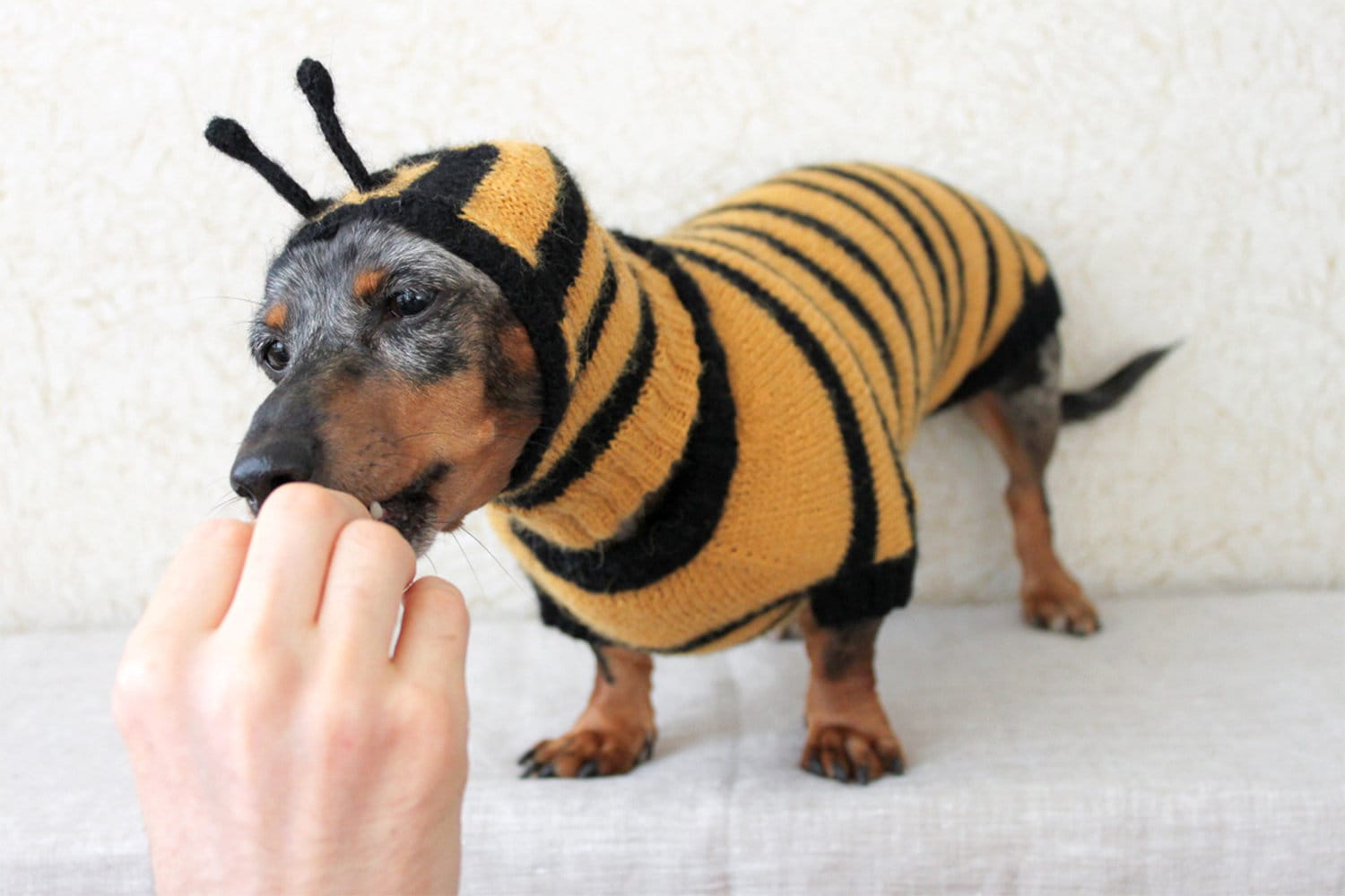 KNITTING PATTERN BUNDLE Dog Bee Costume Bee Bundle Etsy Canada