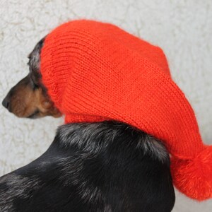 Może przedstawiać: Długowłosy pies rasy dachshund w jasnoczerwonym, dzianym kapeluszu z puszystym pomponem.