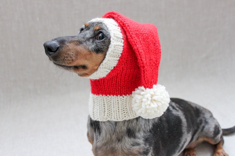 May include: A dachshund wearing a red and white knitted Santa hat with a white pom-pom.
