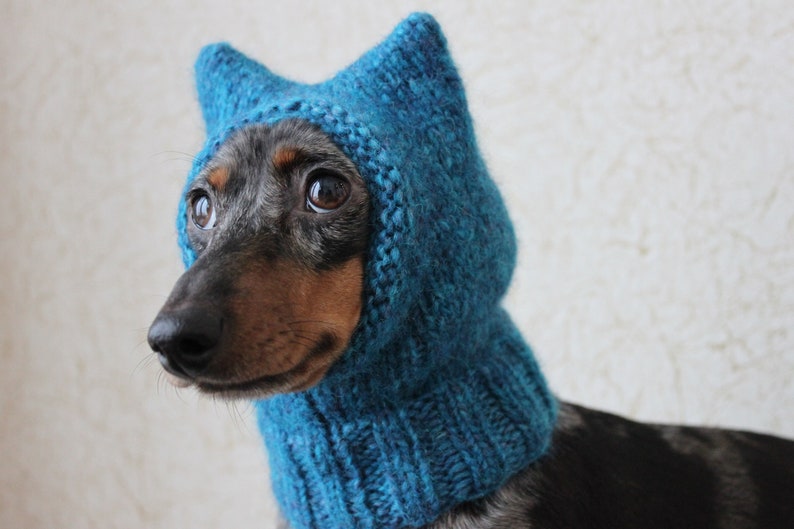 Small Dog Hat in Blue Kitty Cat Style for Mini Dachshund image 1