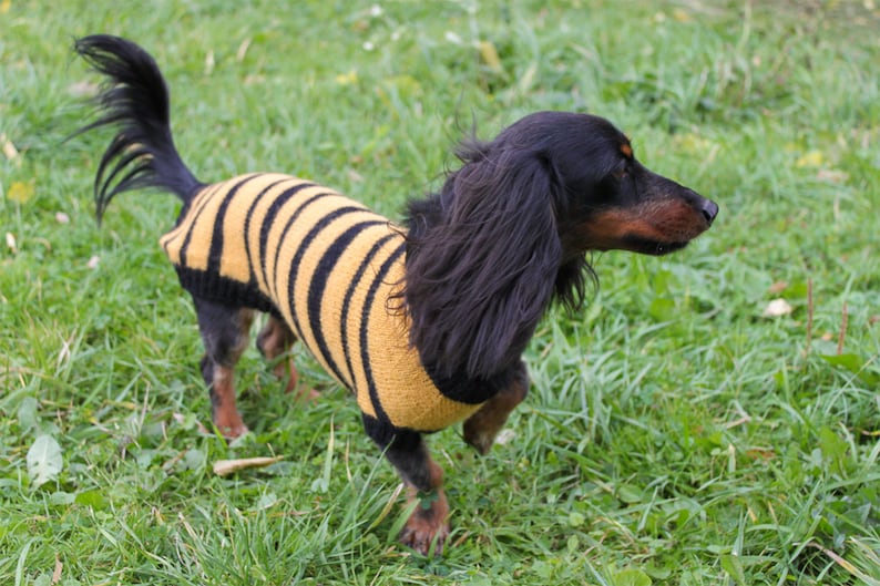 Bee Sweater Dog Lover Gift Dog Owner Gift Dog Clothes KNITTING PATTERN Dog Bee Sweater Dogs Pet Gift Dachshund Costume Dog Costume