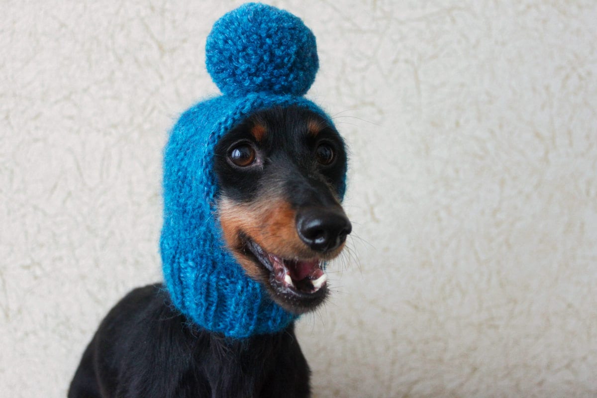 KNITTING PATTERN Pompom Dog Hat Mini Dachshund Dog Hat Etsy Canada