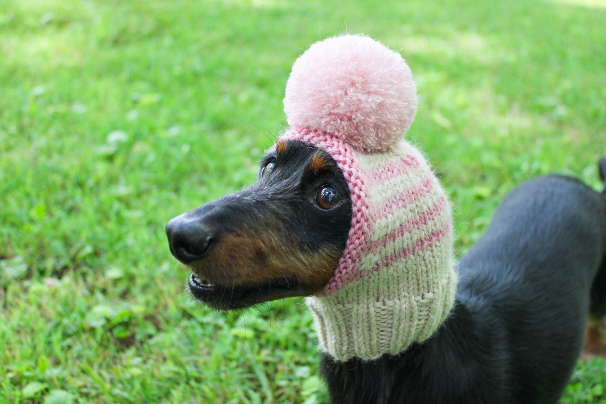 Dog hats canada 2025