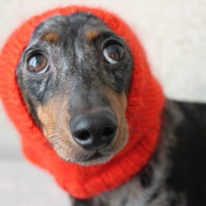 Może przedstawiać: Długowłosy pies rasy dachshund w czerwonym, dzianym kapeluszu. Pies ma czarno-brązowe futro z białą plamą na klatce piersiowej.