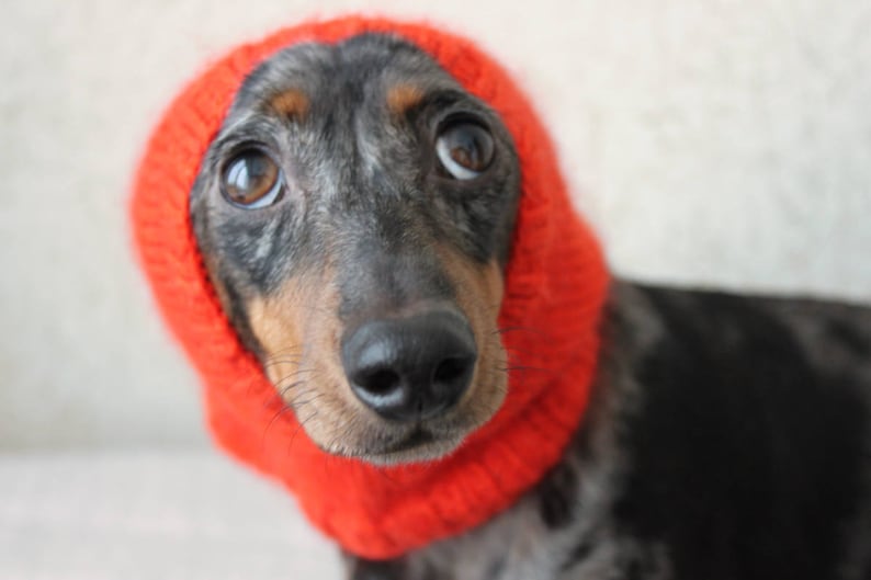 Może przedstawiać: Długowłosy pies rasy dachshund w czerwonym, dzianym kapeluszu. Pies ma czarno-brązowe futro z białą plamą na klatce piersiowej.