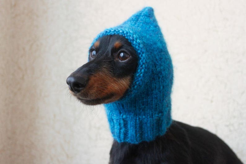 May include: A black and brown dachshund wearing a blue knitted hat with a pointed hood.