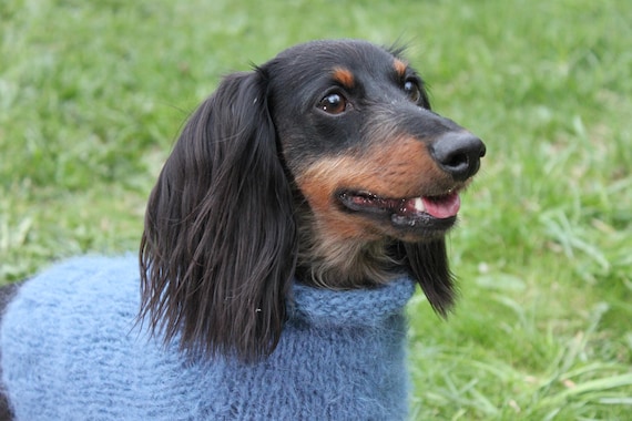 doxie sweater