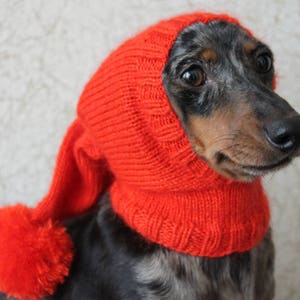 Może przedstawiać: Długowłosy pies rasy dachshund w czerwonej czapce z pomponem. Czapka zakrywa uszy i szyję psa.