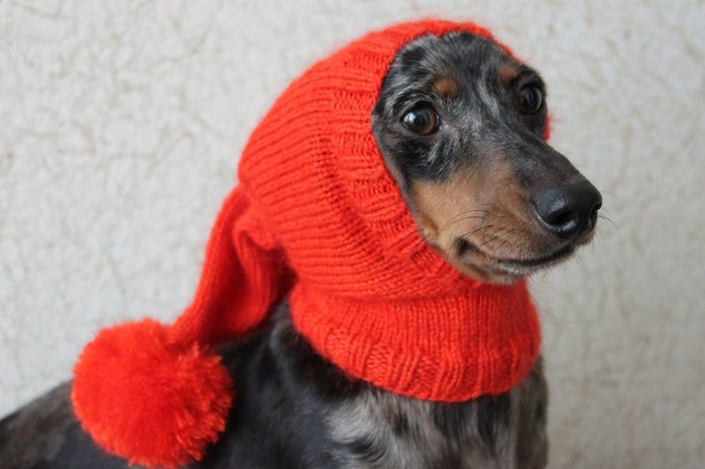 Może przedstawiać: Długowłosy pies rasy dachshund w czerwonej czapce z pomponem. Czapka zakrywa uszy i szyję psa.