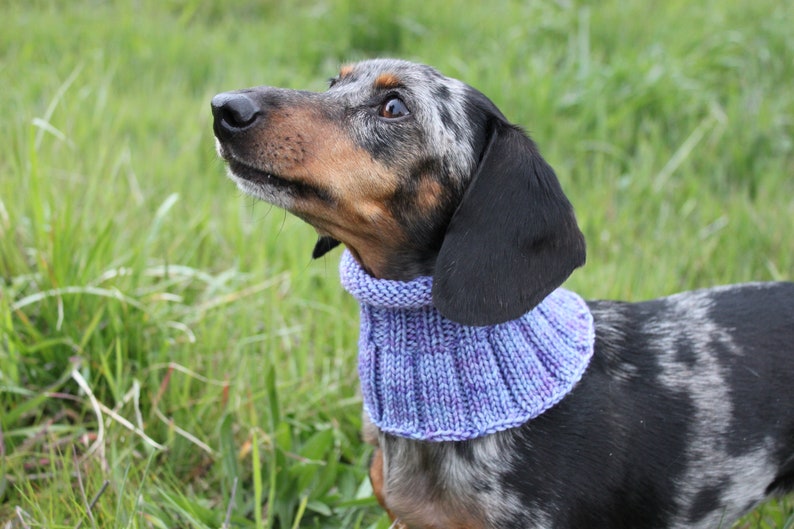 Small Dog Cowl 100% Natural Wool Purple Neck Warmer image 5