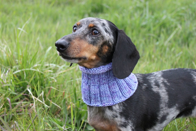 Small Dog Cowl 100% Natural Wool Purple Neck Warmer image 8