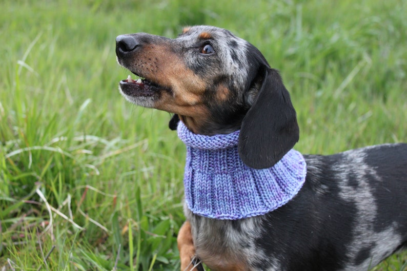 Small Dog Cowl 100% Natural Wool Purple Neck Warmer image 6