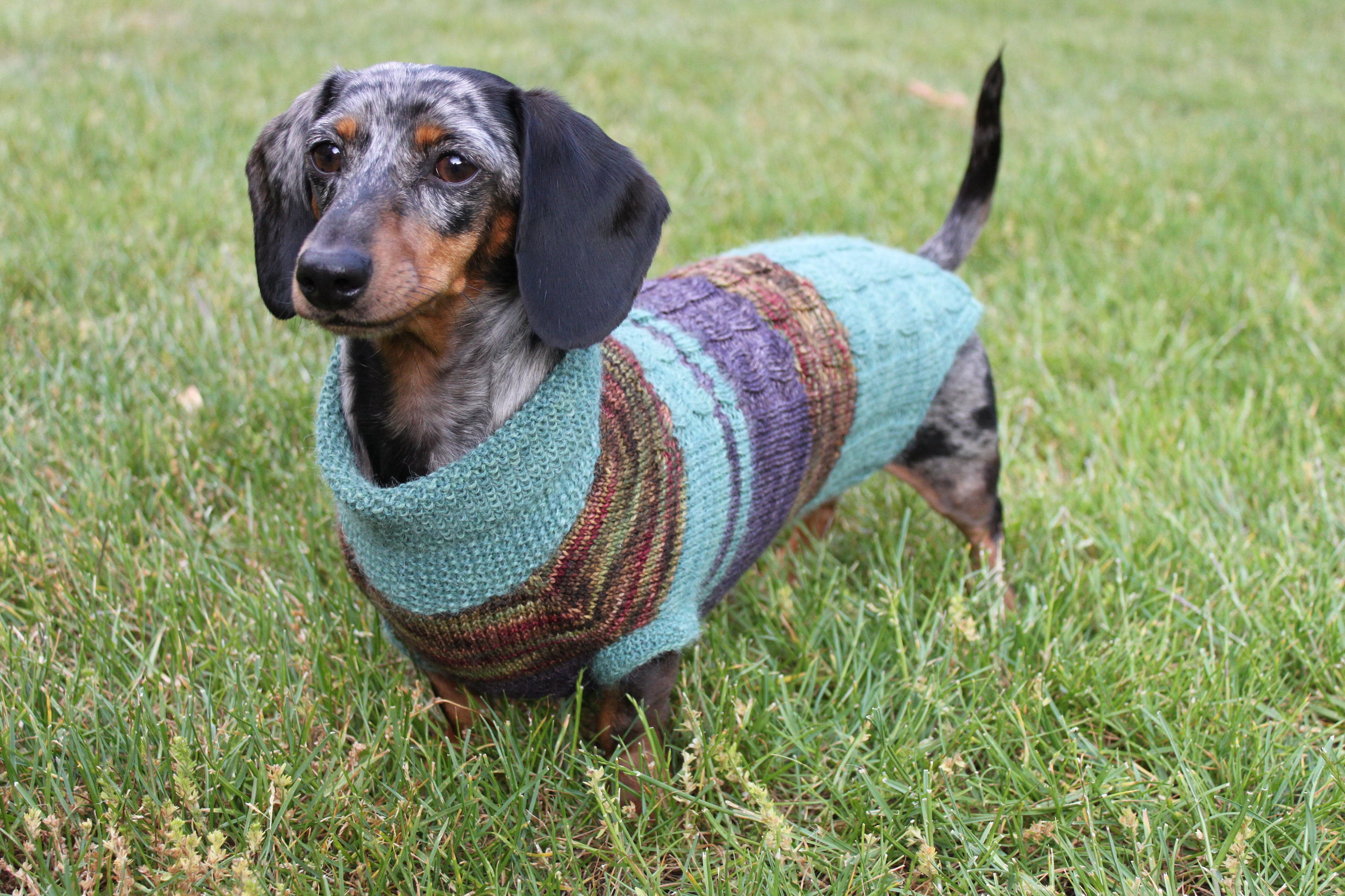 KNITTING PATTERN BUNDLE Mini Dachshund Sweater Dog Sweater Etsy UK