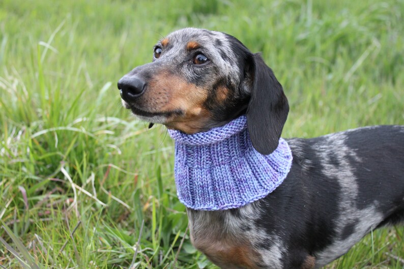 Small Dog Cowl 100% Natural Wool Purple Neck Warmer image 7