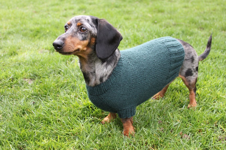 KNITTING PATTERN, Mini Dachshund, Dog Sweater, Cloud 9, pet clothes, pets, dogs, knit, knitted, DIY project, doxie, wiener dog, little dog image 9