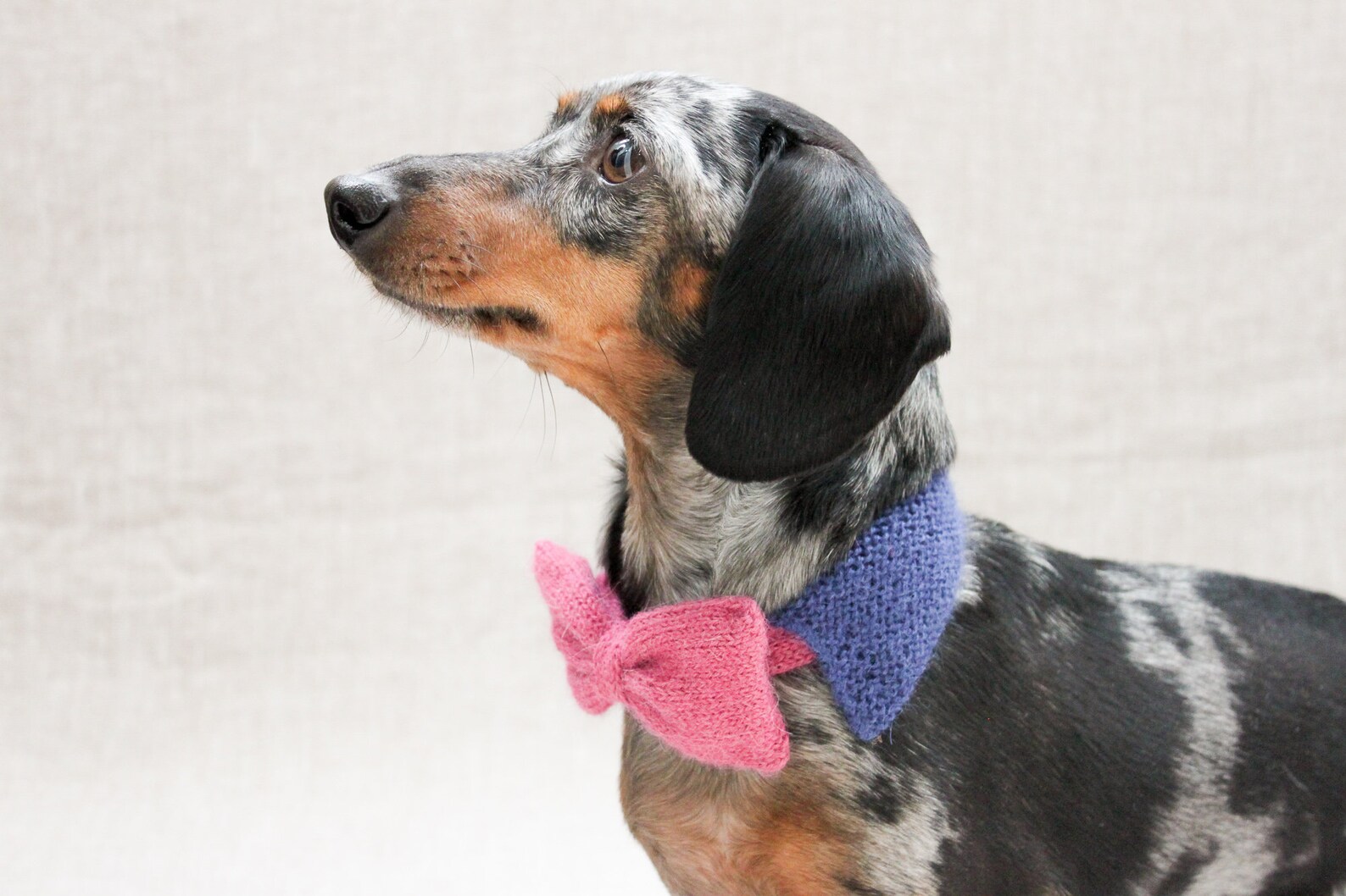 Small Dog Bow Tie Knited Bow Tie Mini Dachshund Bow Tie Dog Etsy