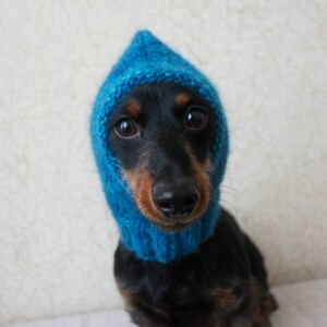 May include: A black and brown dachshund wearing a blue knitted hat with a pointed hood.
