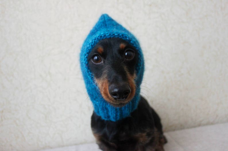 May include: A black and brown dachshund wearing a blue knitted hat with a pointed hood.
