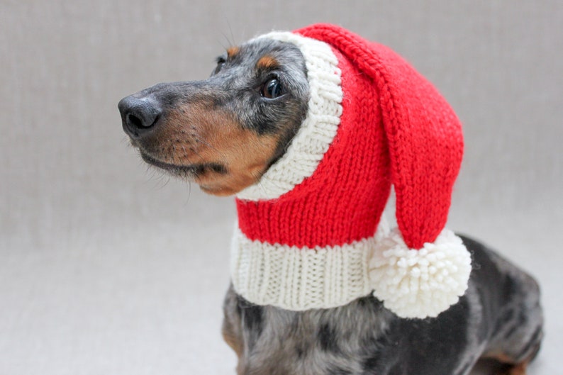 May include: A dachshund wearing a red and white knitted Santa hat with a white pom-pom. The dog is looking to the left of the frame.