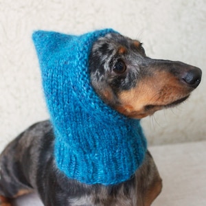 May include: A dachshund wearing a blue knitted hooded scarf. The dog is looking to the right of the frame.