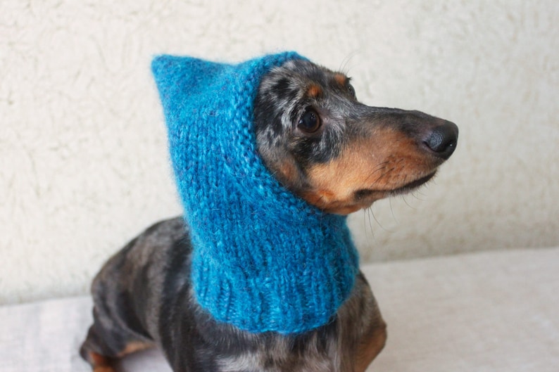 May include: A dachshund wearing a blue knitted hooded scarf. The dog is looking to the right of the frame.