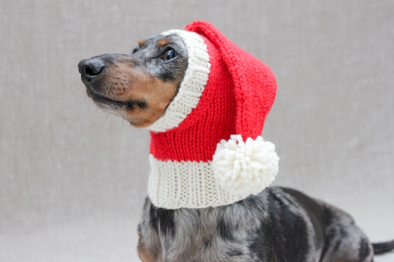 May include: A dachshund wearing a red and white knitted Santa hat with a white pom-pom.