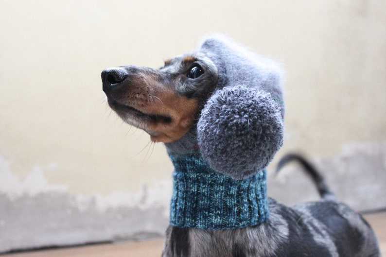 stylish dog hats