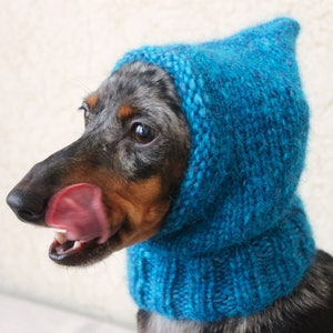 May include: A dachshund wearing a blue knitted hooded scarf. The dog is looking to the side and has its tongue sticking out.