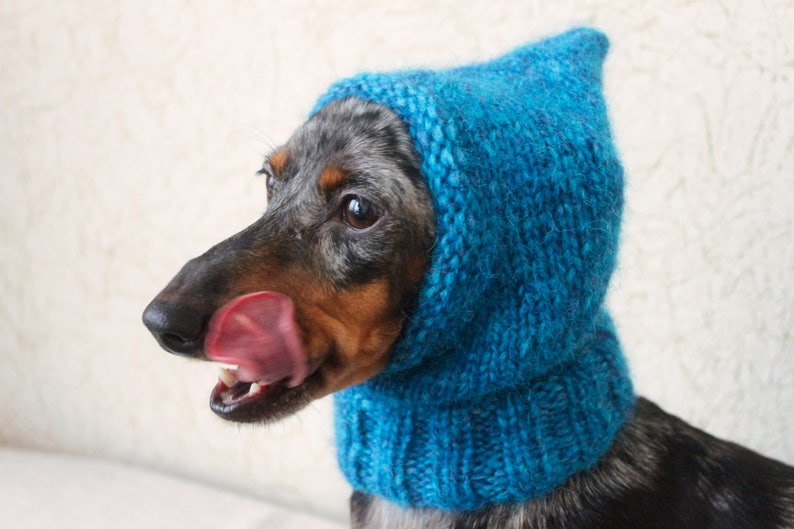 May include: A dachshund wearing a blue knitted hooded scarf. The dog is looking to the side and has its tongue sticking out.