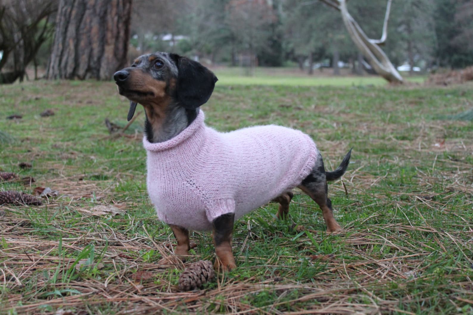 KNITTING PATTERN Mini Dachshund Seamless Dog Sweater Kint Etsy