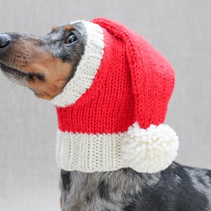 May include: A dachshund wearing a red and white knitted Santa hat with a white pom-pom.