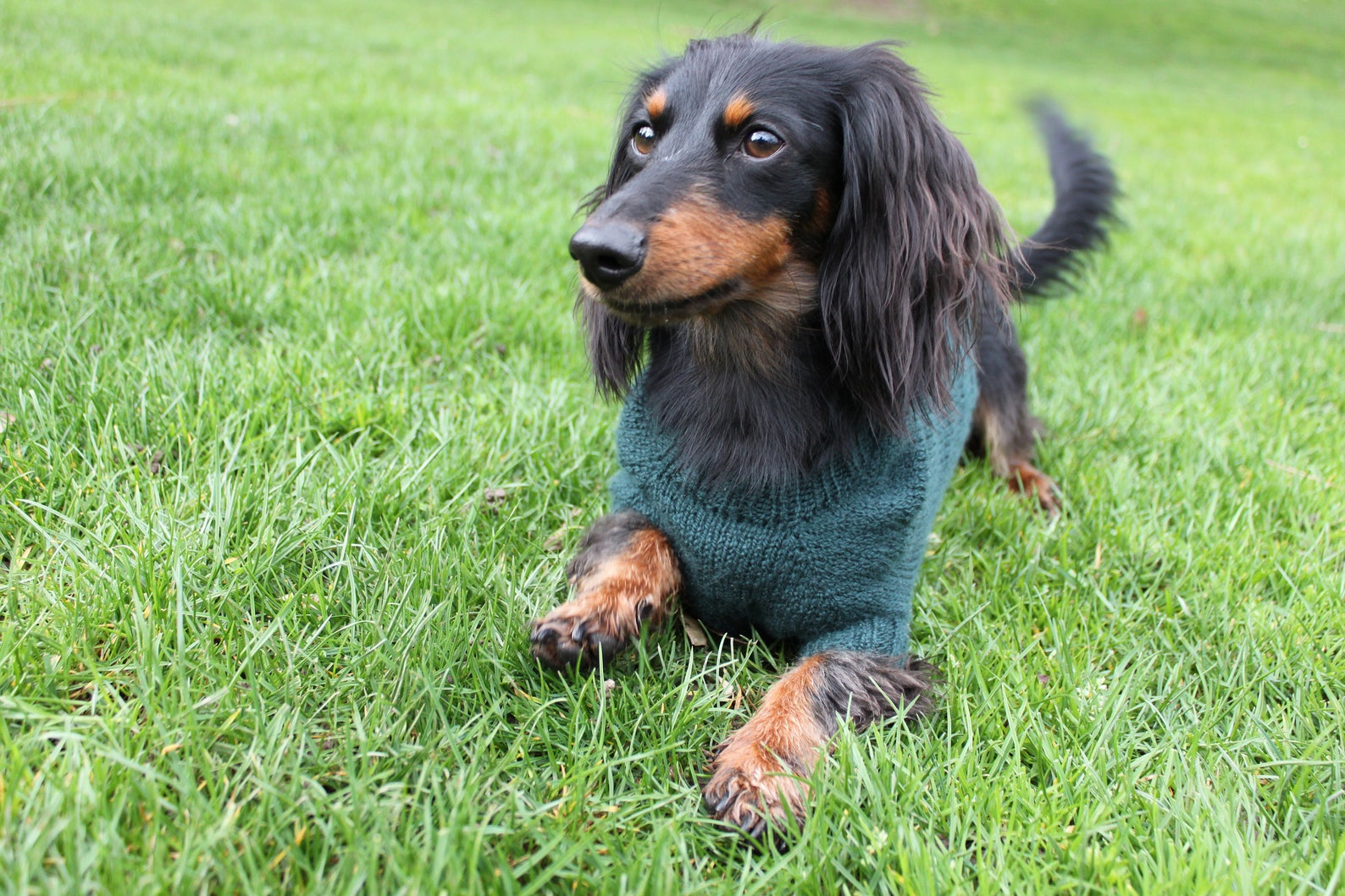 KNITTING PATTERN BUNDLE Mini Dachshund Sweater Dog Sweater Etsy