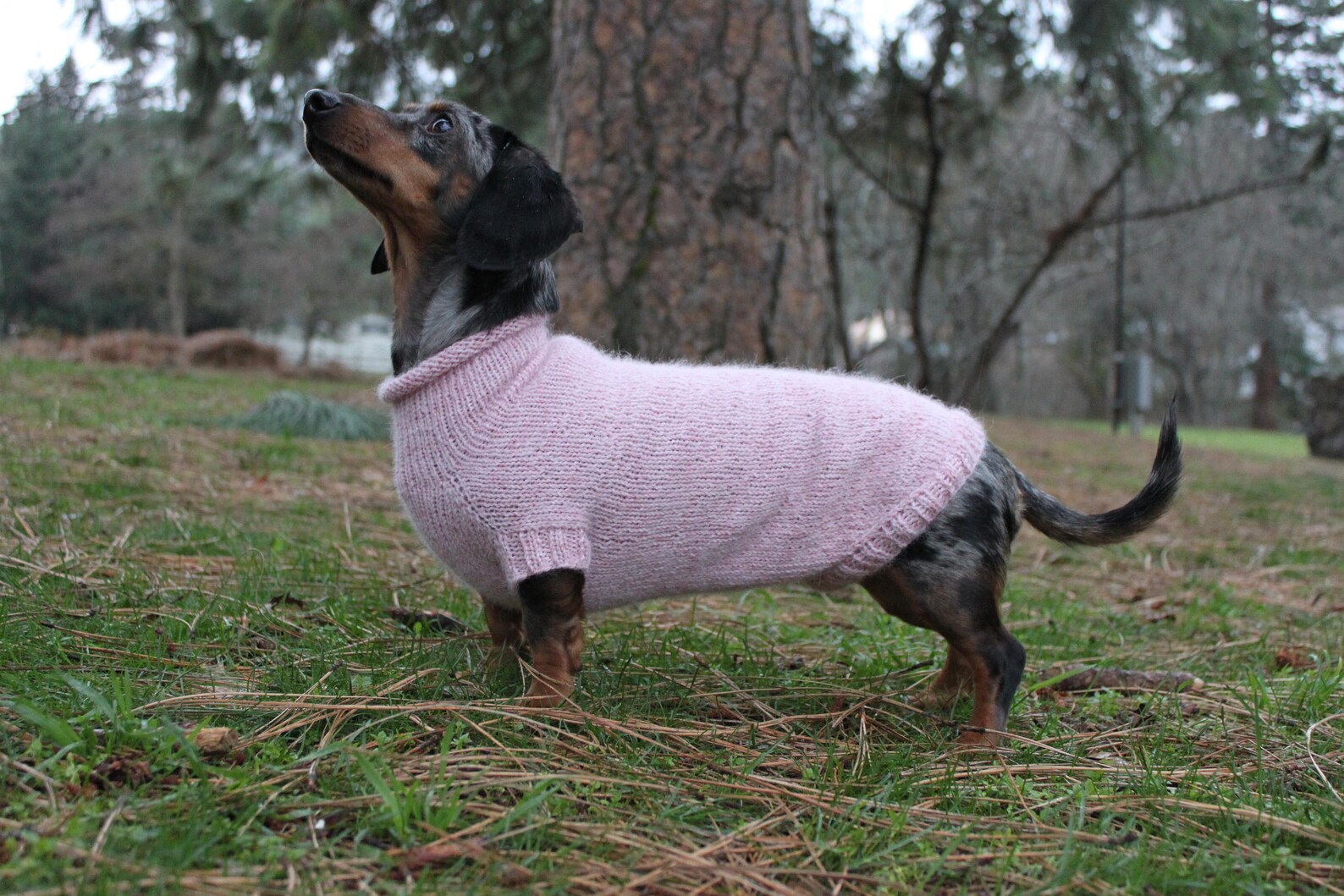 KNITTING PATTERN BUNDLE Mini Dachshund Sweater Dog Sweater Etsy